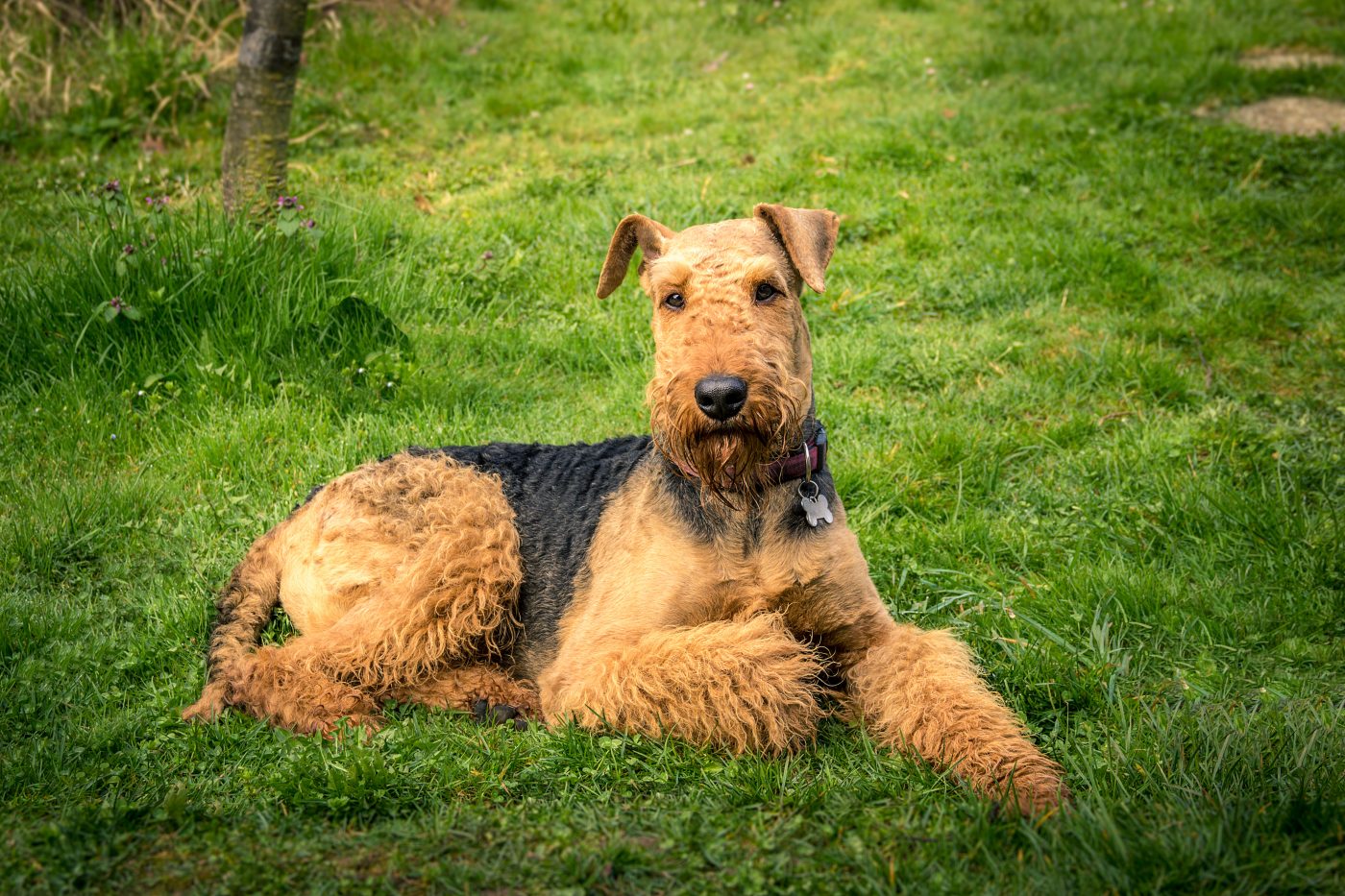 Airedale Terrier5 1400x933 1