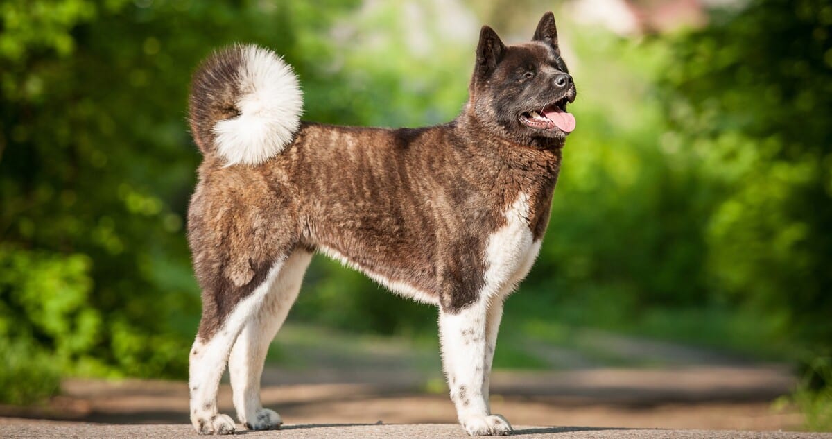 Akita9