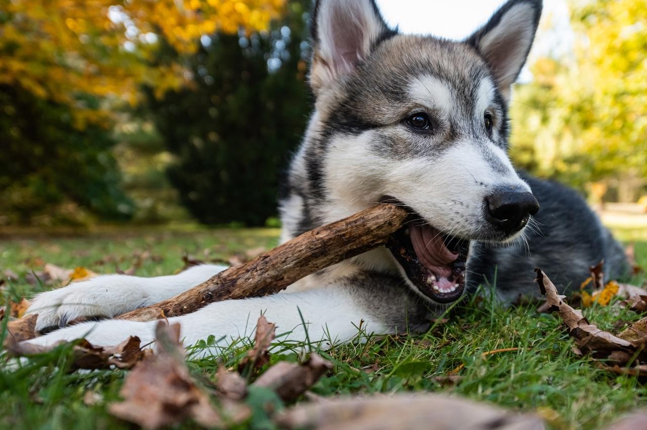 Best bully sticks for Alaskan Malamutes