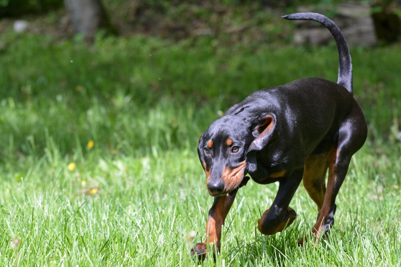 Best invisible dog fence for American English Coonhounds