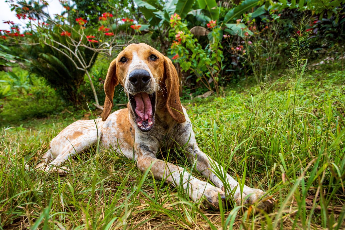 American English Coonhound2 1400x933 1