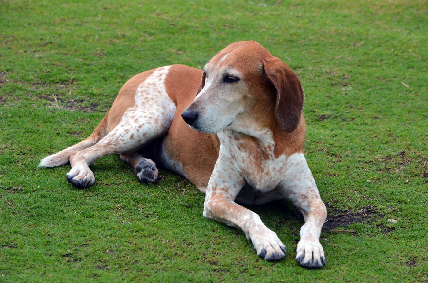 American English Coonhound4 1400x927 1