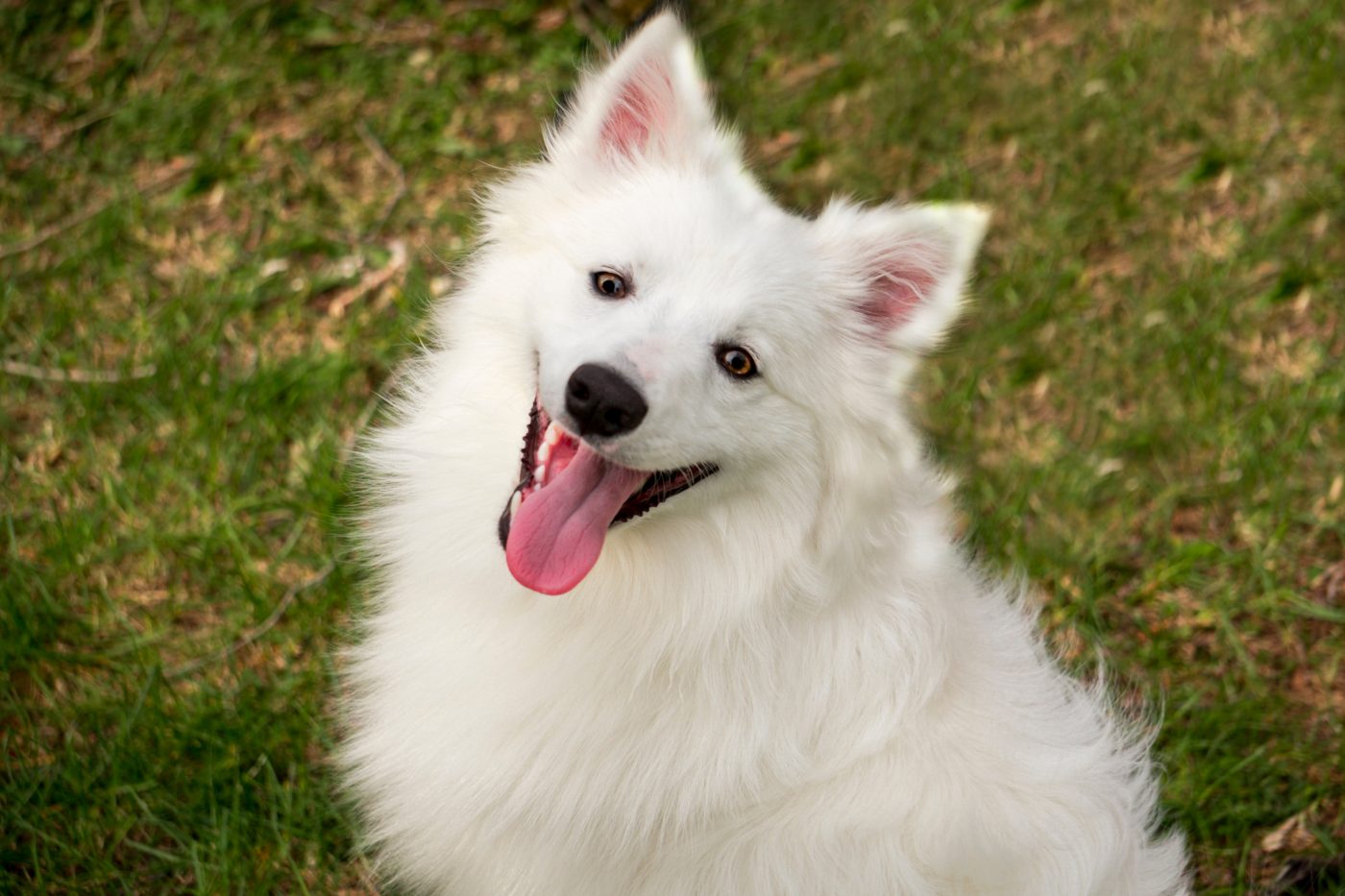 American Eskimo Dog