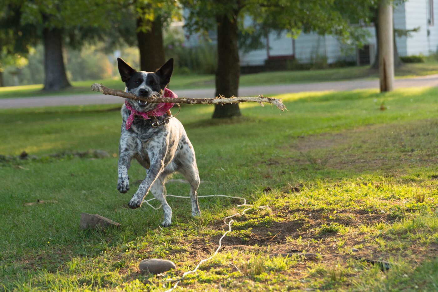 Australian Cattle Dog 1400x933 1