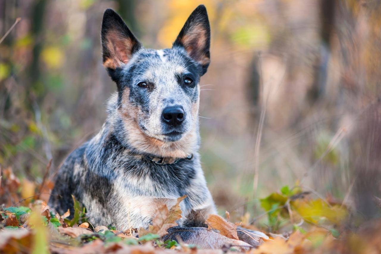 Best bathtub for Australian Cattle Dogs