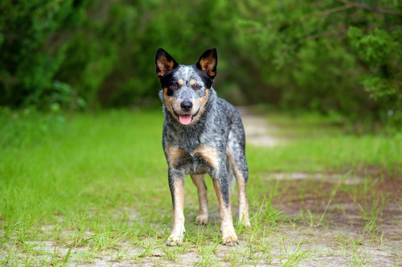 Best online dog training classes for Australian Cattle Dogs