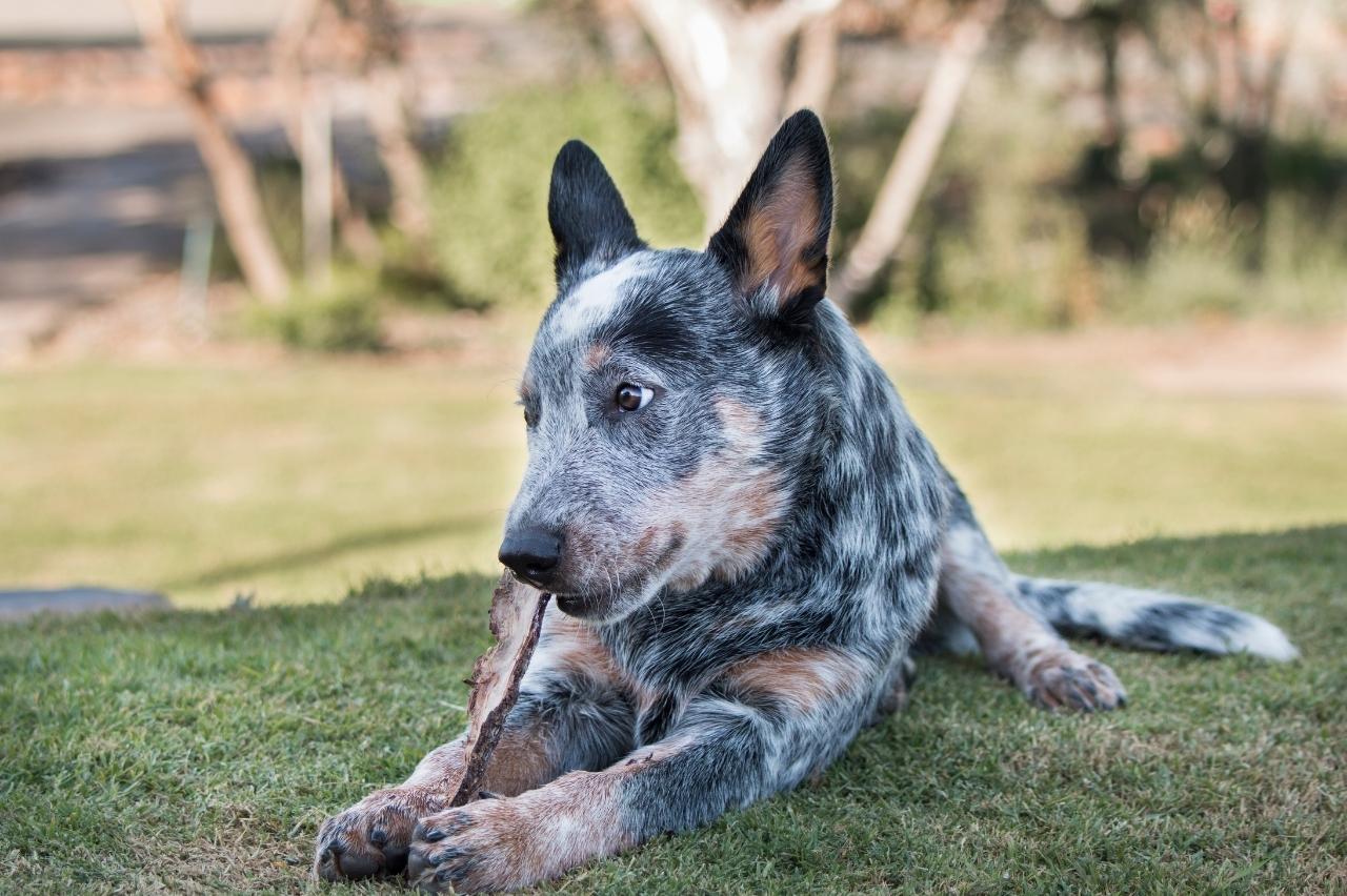 Best bully sticks for Australian Cattle Dogs