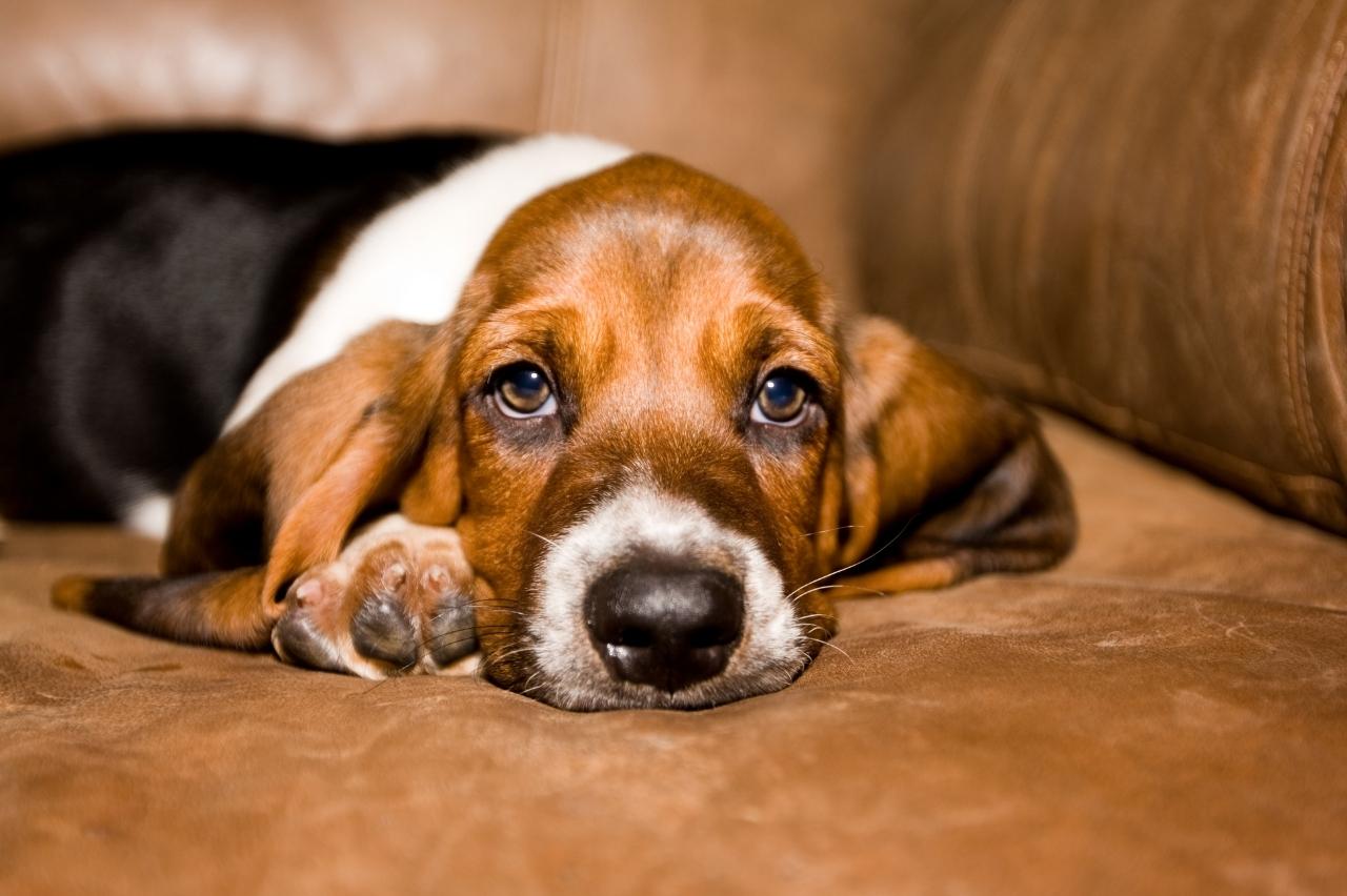 basset hound itchy skin allergy