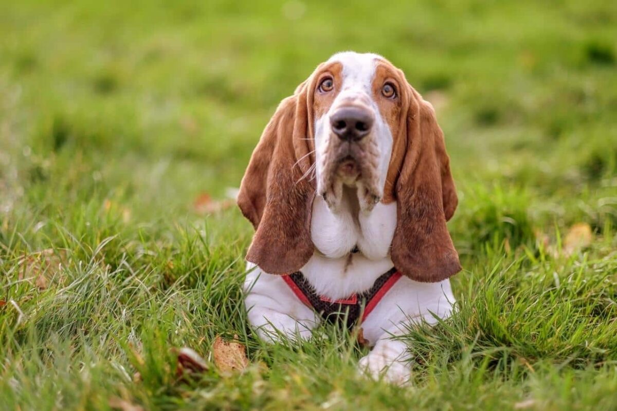 Basset Hound 1 e1727766176704