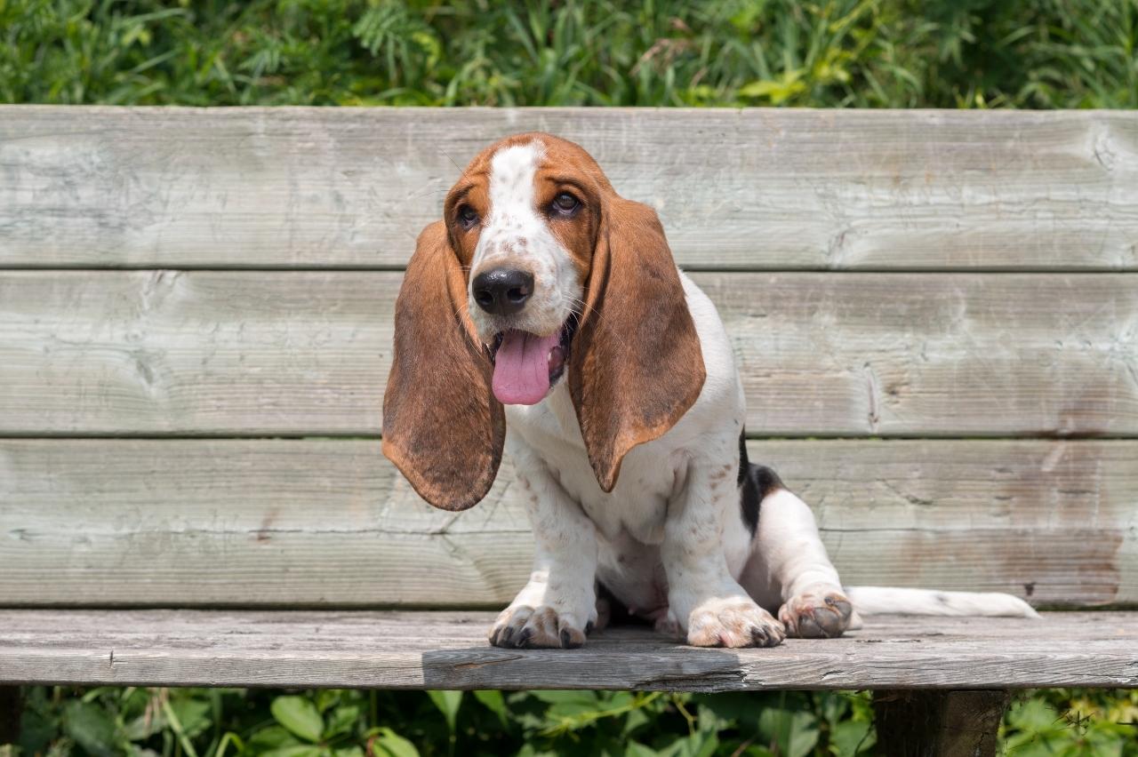 9 Best Puppy Dog Foods for Basset Hounds