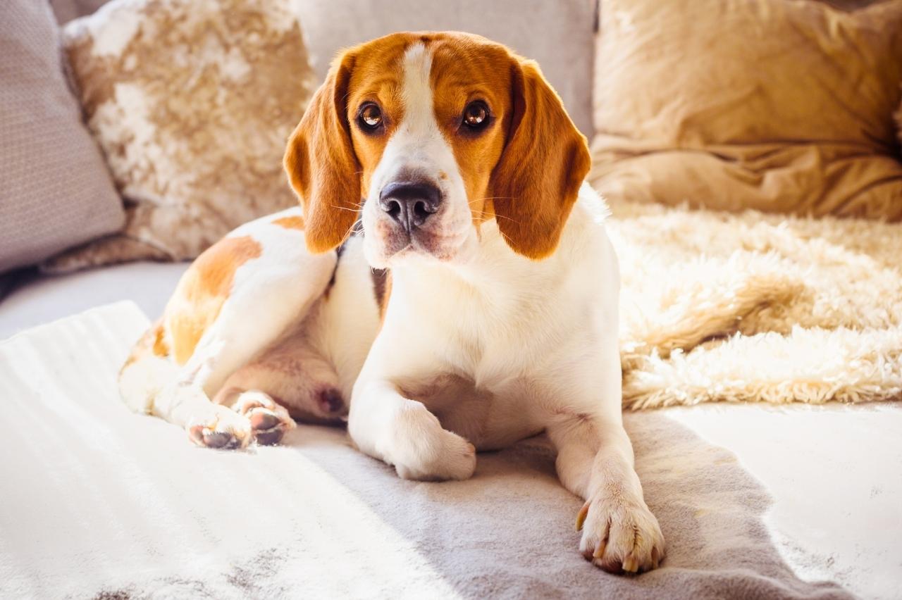 Best dog cameras for Beagles