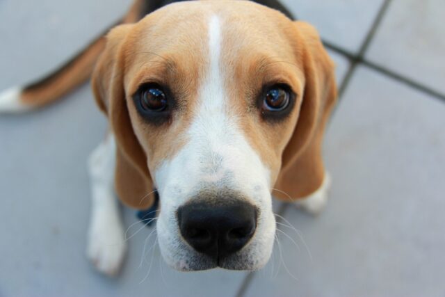 Beagle looking for attention