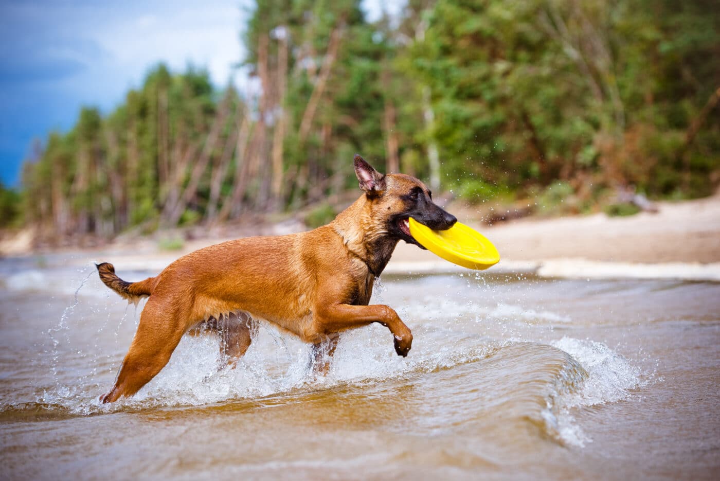 Belgian Malinois disc 1400x935 1