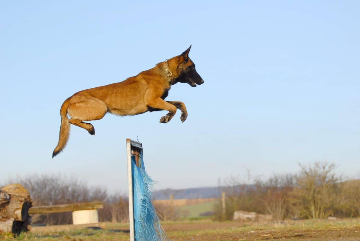 Belgian Malinois hurdle scaled e1730399348310