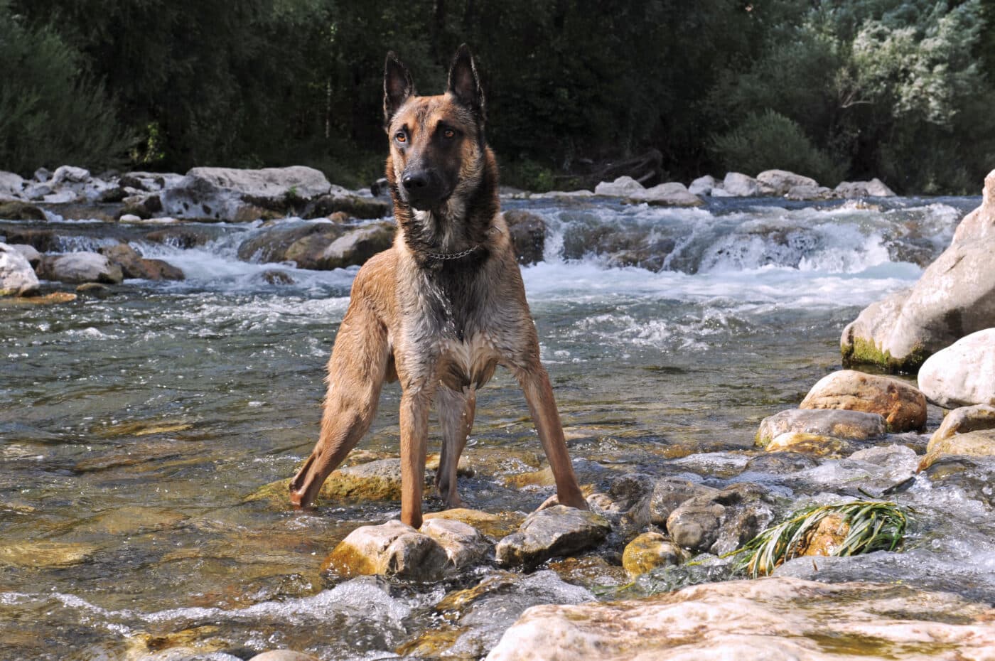 Belgian Malinois river 1400x930 1