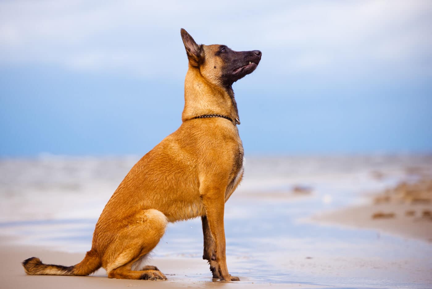 Belgian Malinois sit 1400x935 1