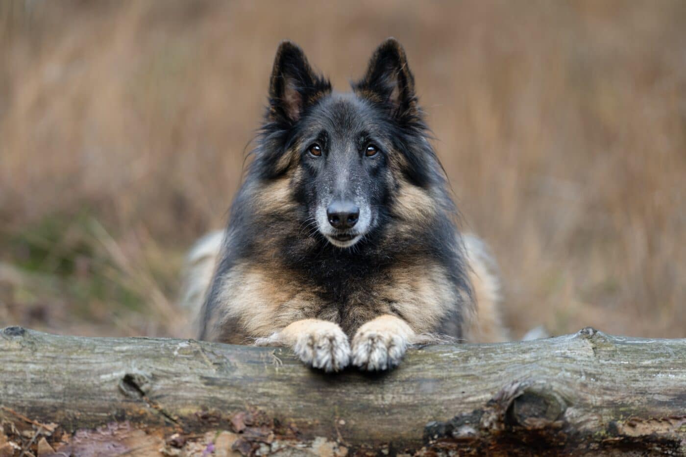 Belgian Tervuren