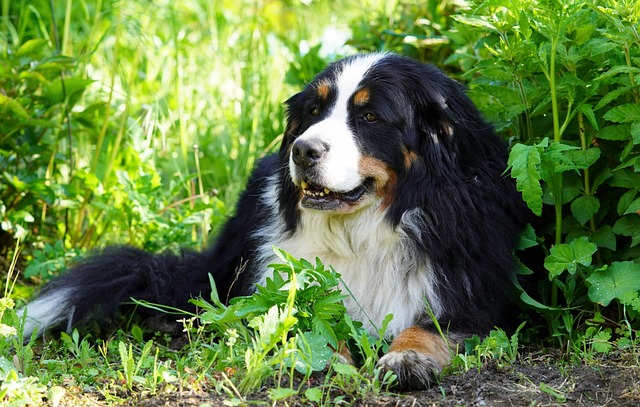 Bernese Mountain Dog 7