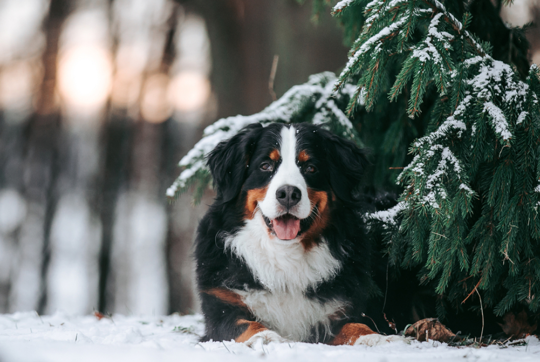 Bernese Mountain Dog