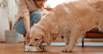 Best dog food with probiotics 350x184 1