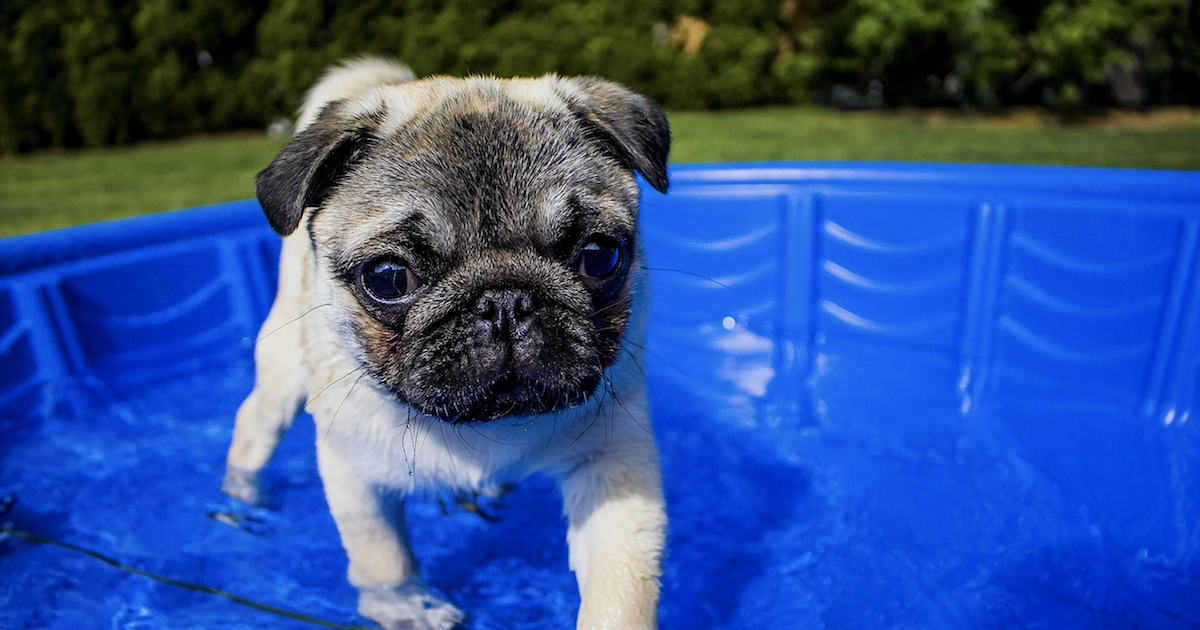 Best dog pools