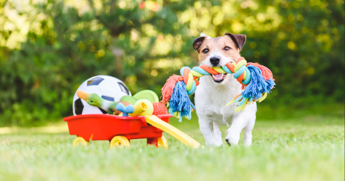 Best dog toys