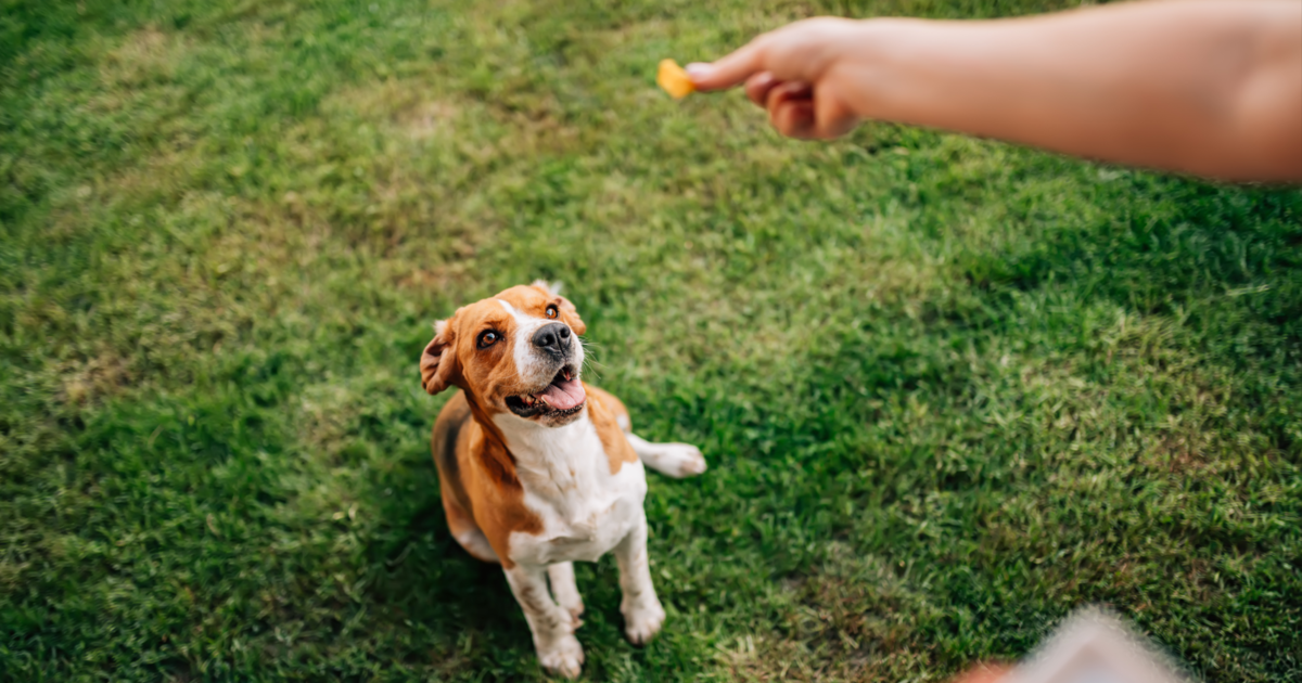 Best dog training treats