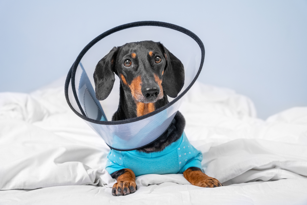 Black and Tan dog using a collar after surgery