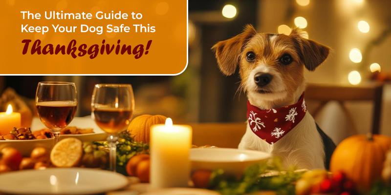 Blog CVC Thanksgiving Pet safety Tips 2