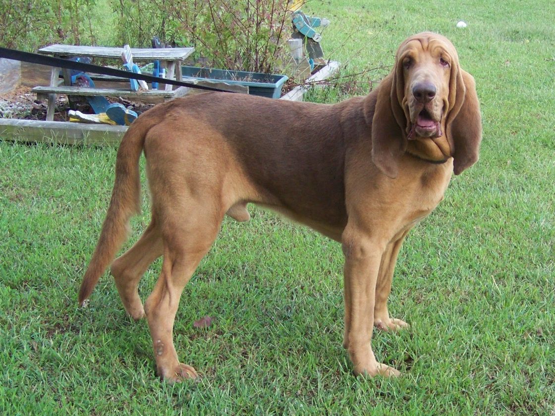 Bloodhound