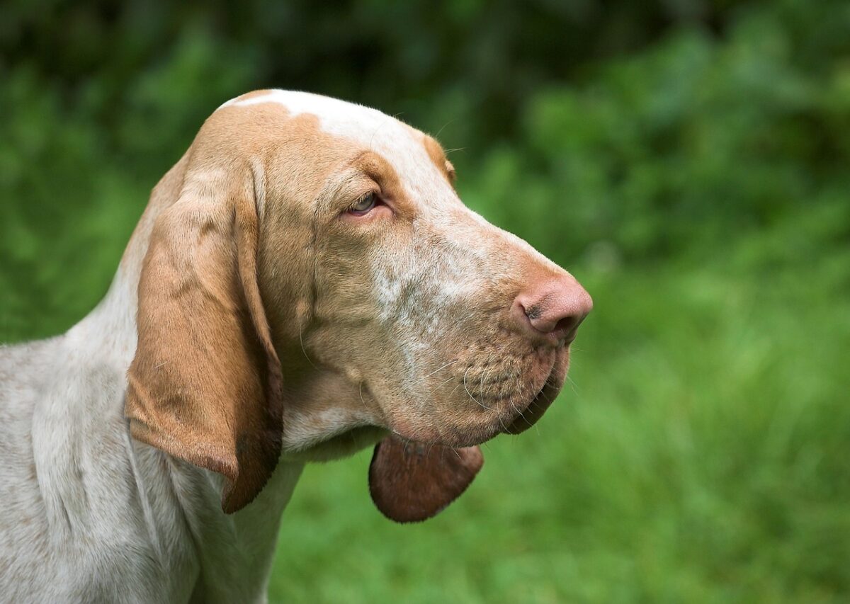 the best snout soother for your Bloodhound