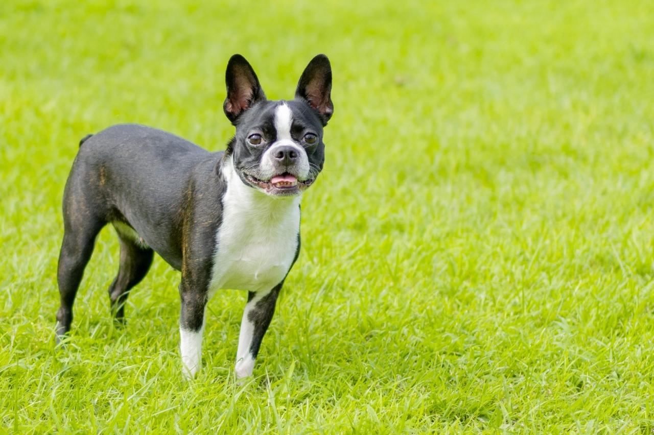 best dry dog foods for boston terriers