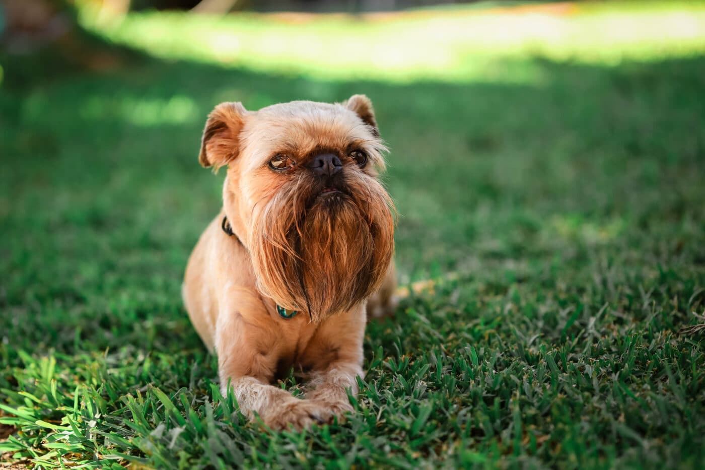 Brussels Griffon