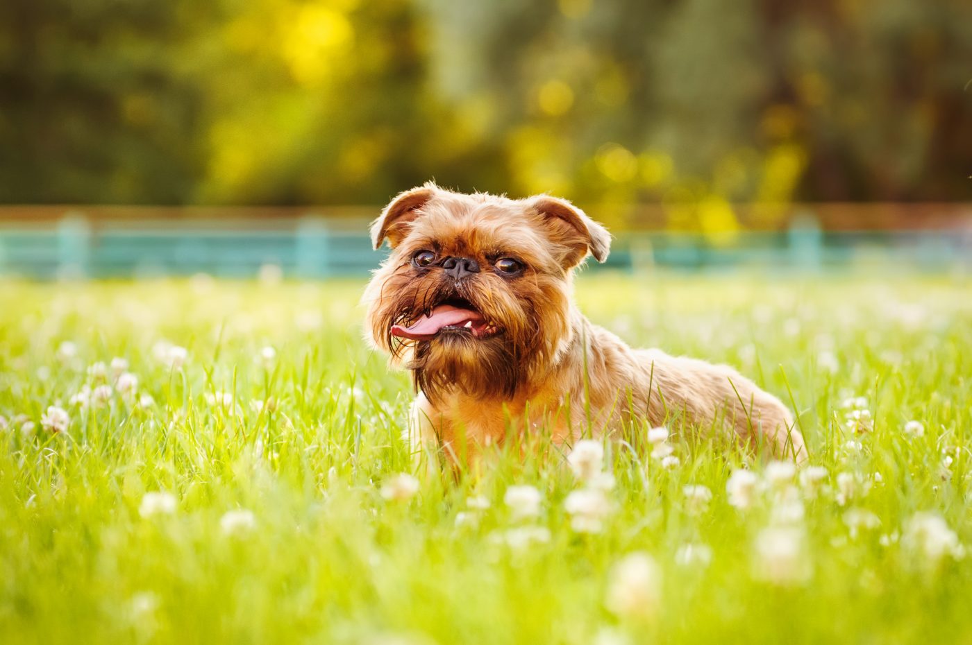 Brussels Griffon