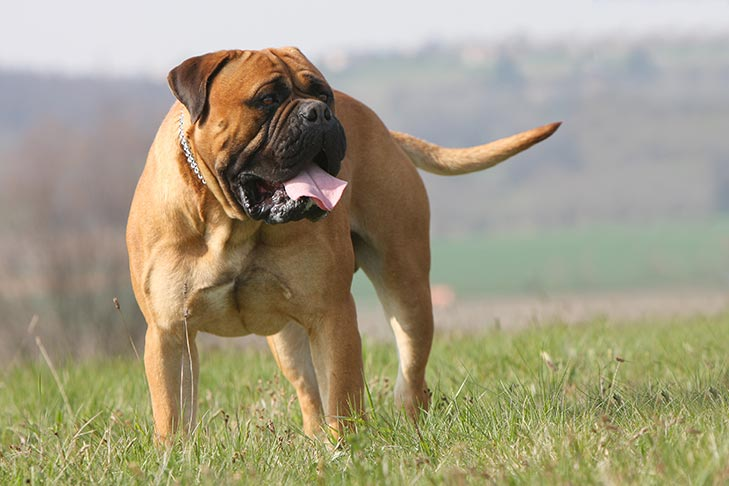 Bullmastiff 1