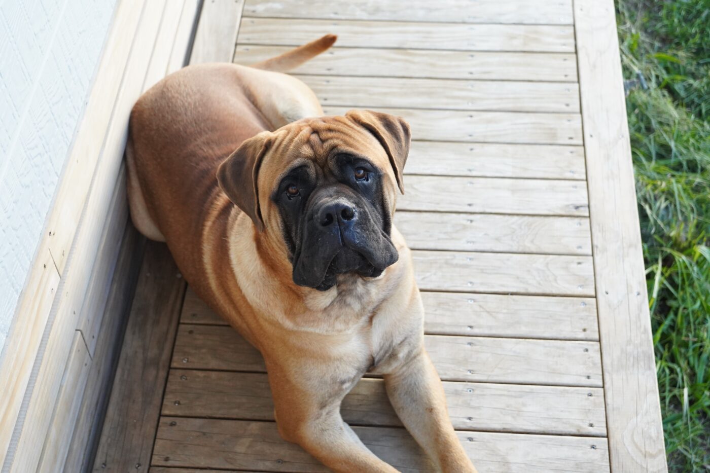 the best smart dog feeder for your Bullmastiff