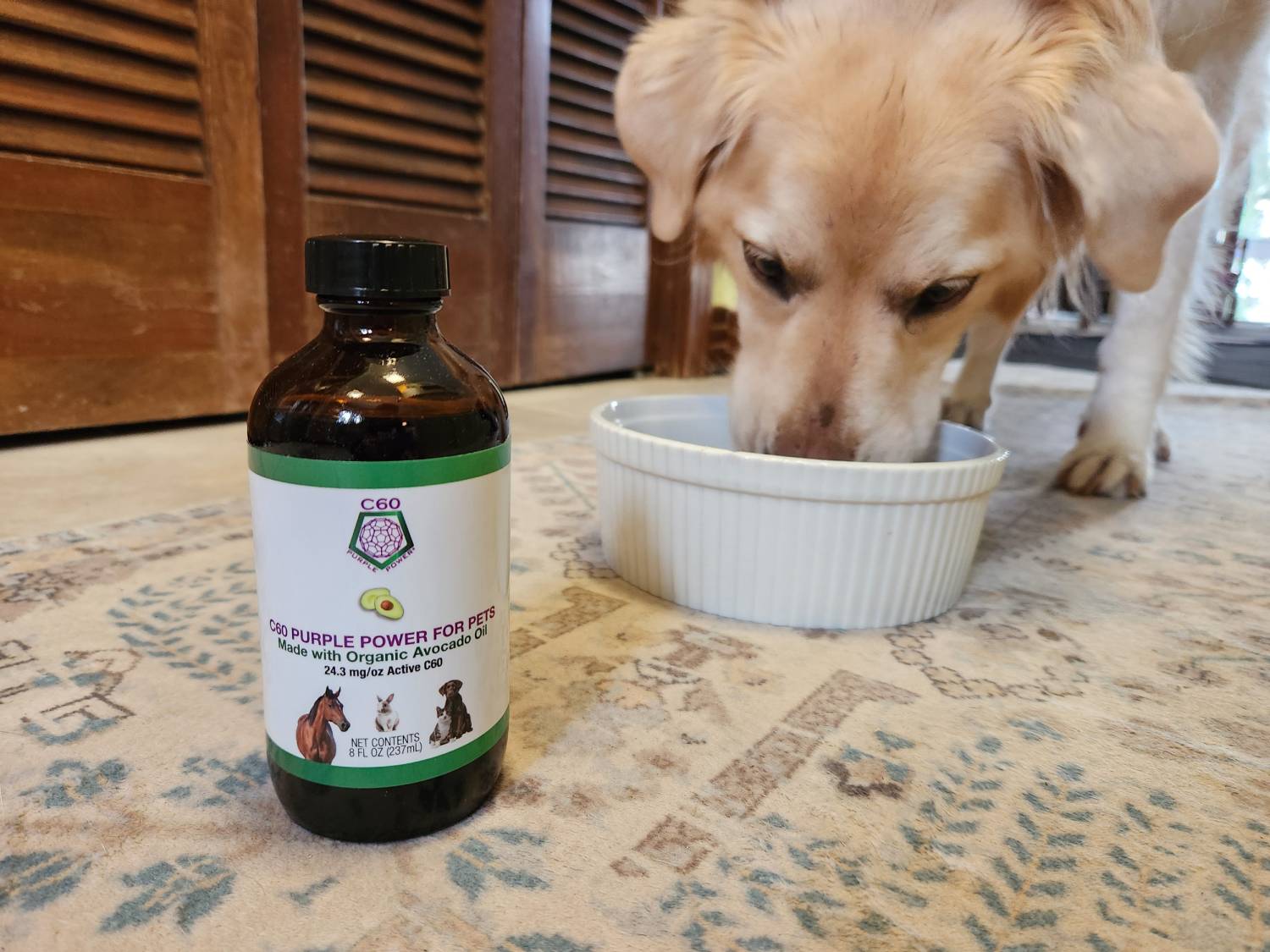 C60 Purple Power For Pets Review - dog eating from bowl