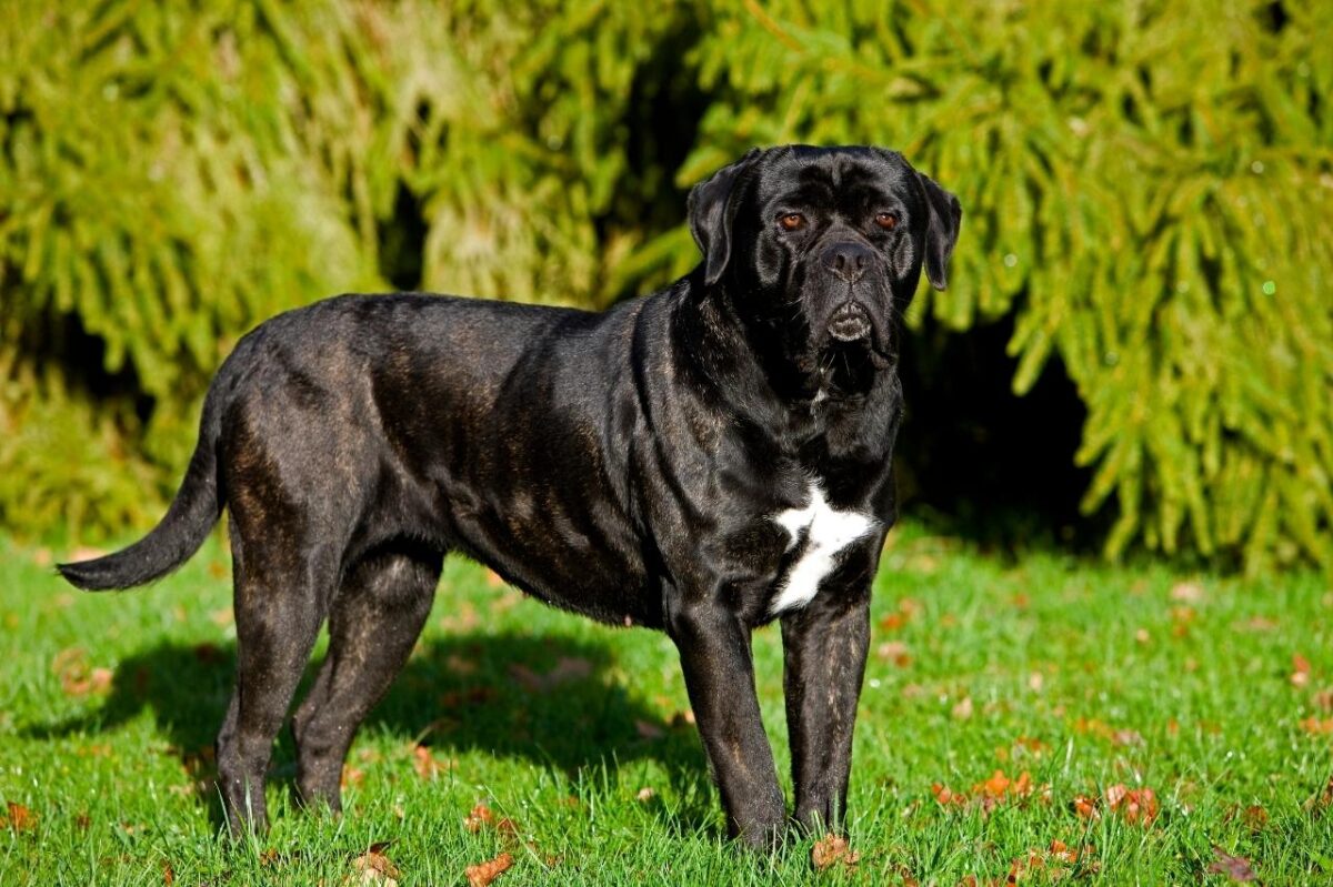 Cane Corso 3 e1727262309927