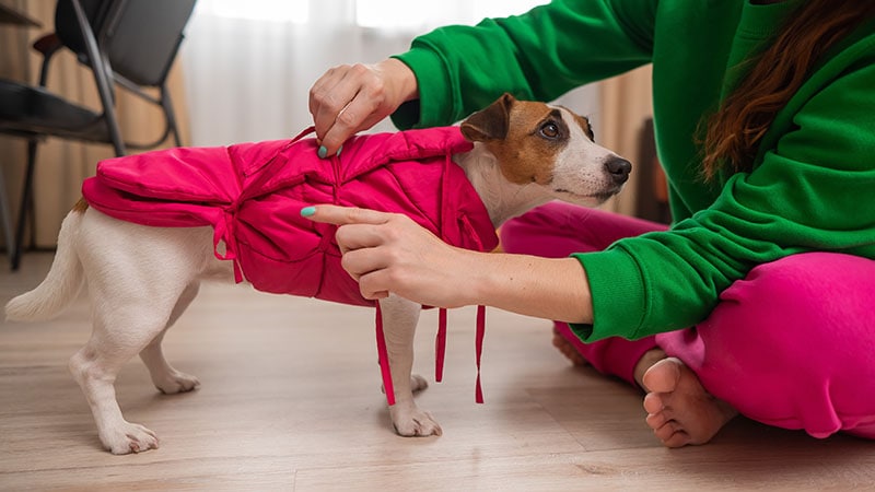 Caucasian woman dressing jack russell terrier dog in pink vest Reshetnikov art Shutterstock