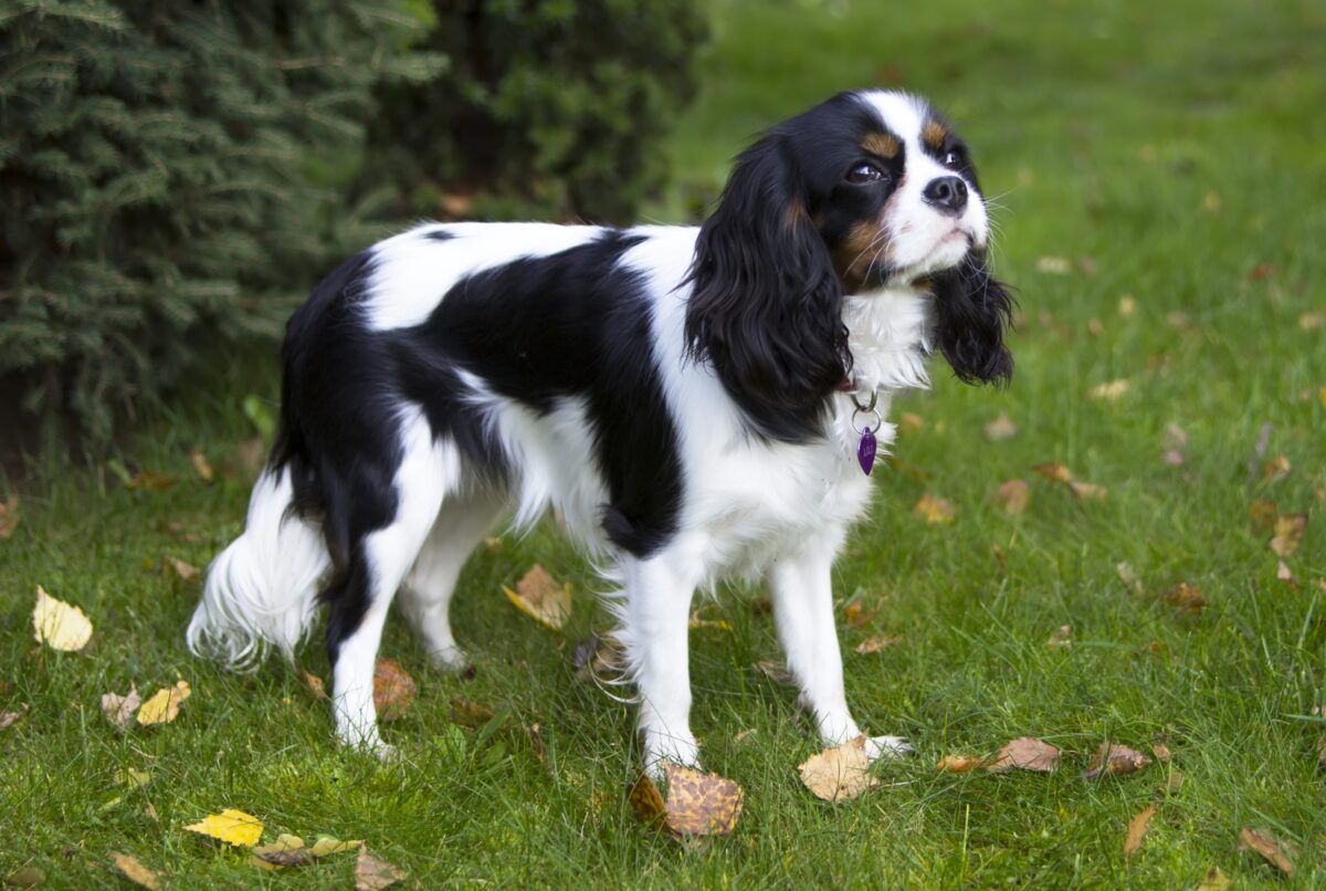 Cavalier King Charles Spaniel2 scaled e1730396264178