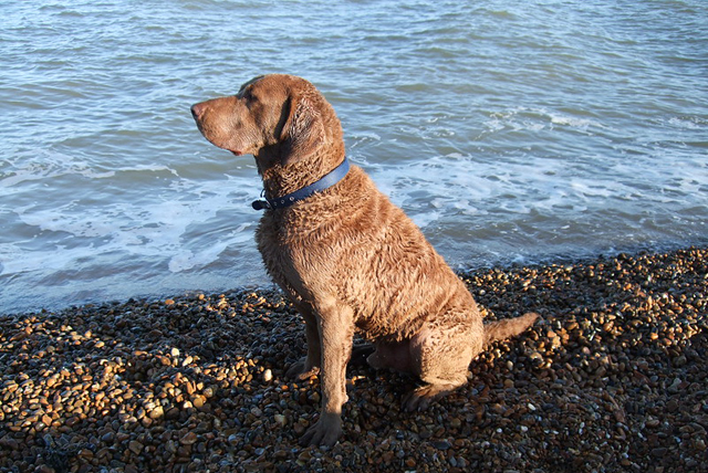 Chesapeake Bay Retriever 2