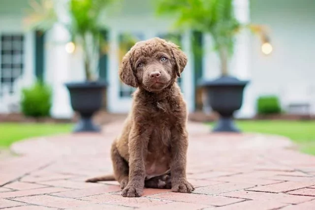 Chesapeake Bay Retriever MP e1717920268734