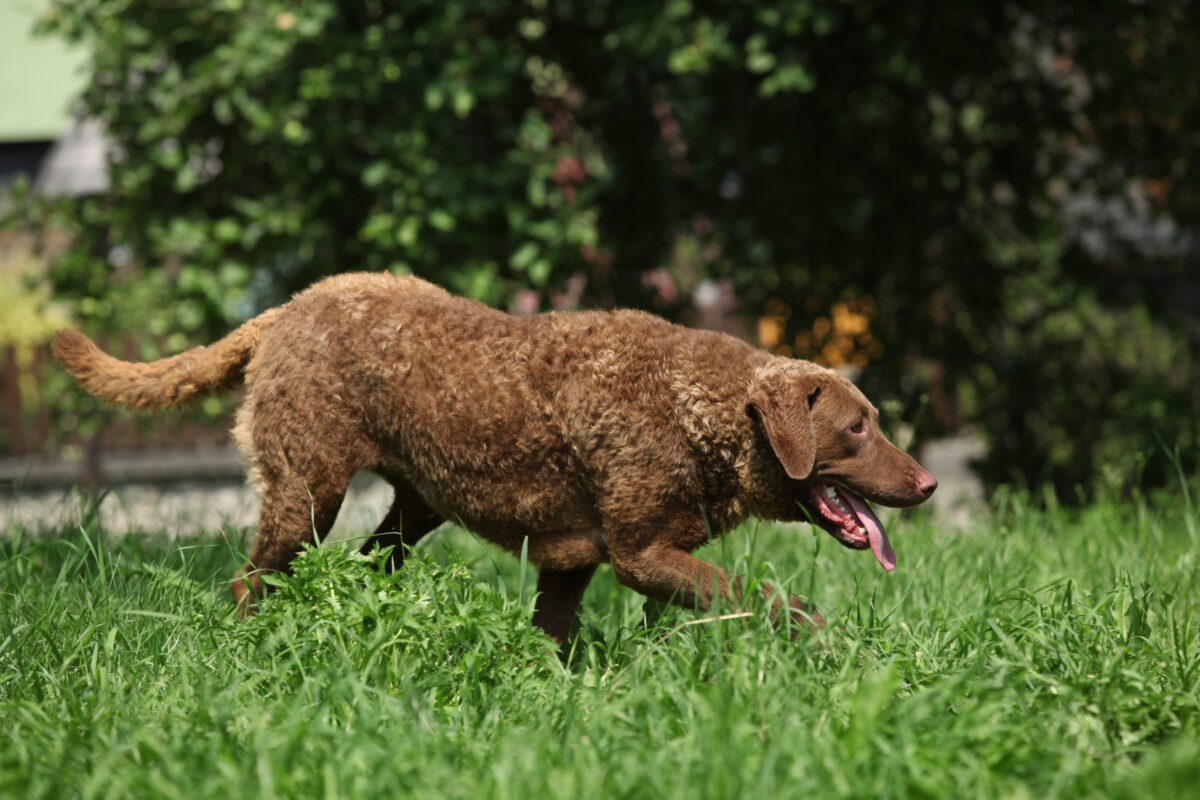 Chesapeake Bay Retriever scaled e1726835136822