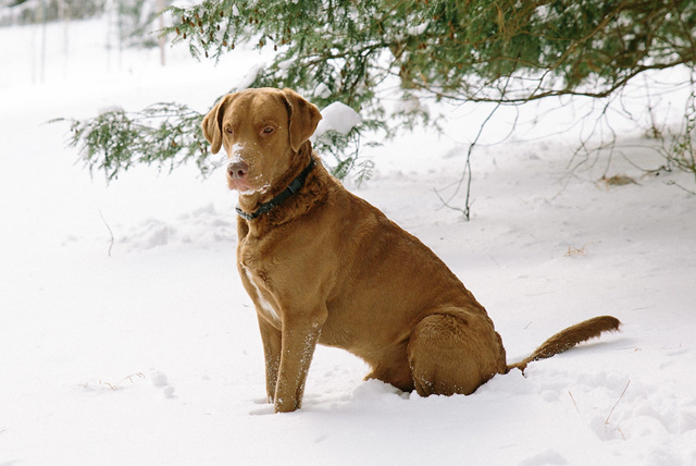 Chesapeake Bay Retriever