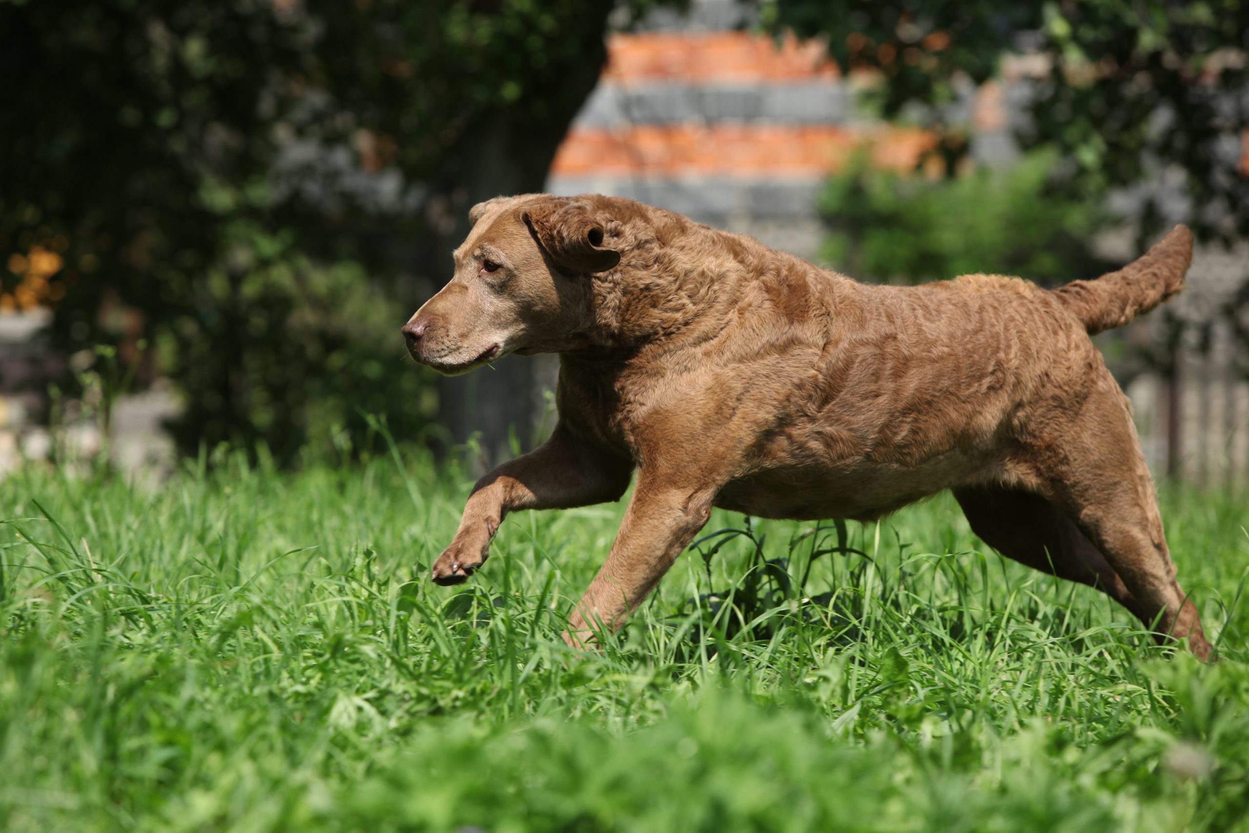 Chesapeake Bay Retriever3 scaled 1