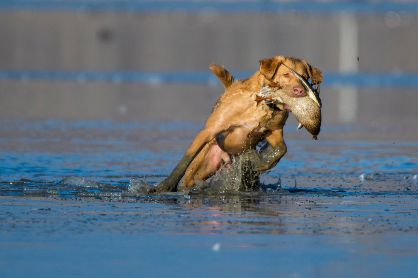 Chesapeake Bay Retriever4 1400x933 1