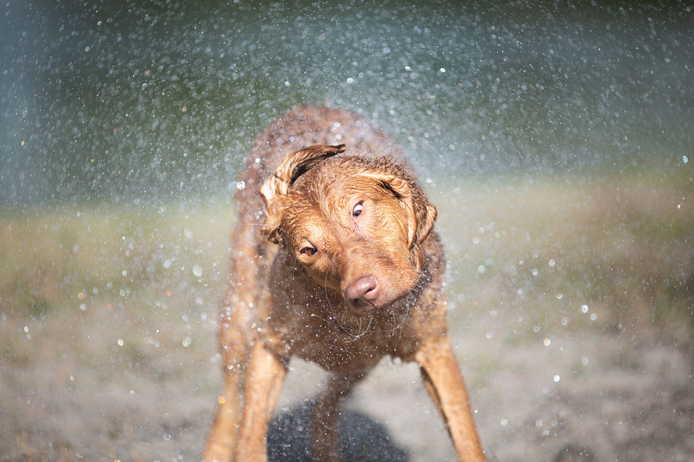 Chesapeake Bay Retriever6 1400x933 1