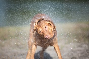 Chesapeake Bay Retriever6 350x233 1