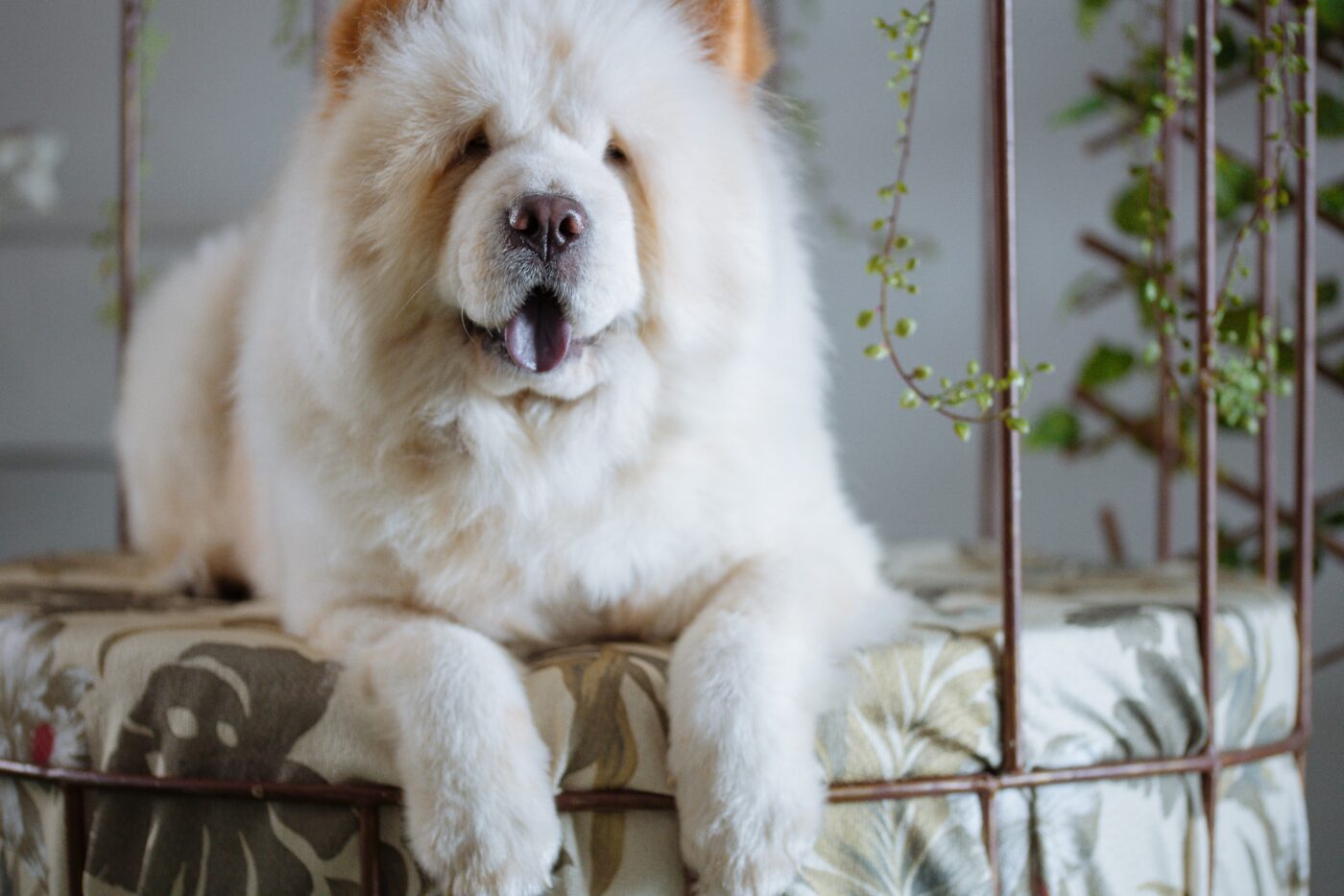 Chow Chow 5 1400x933 1