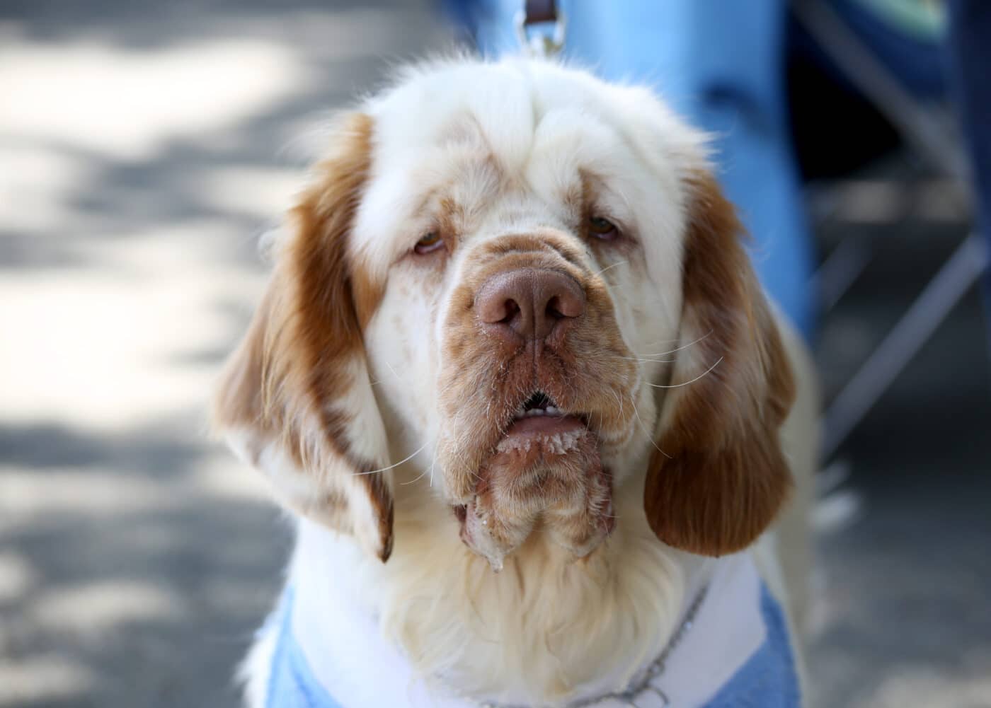 Clumber Spaniel mug 1400x1001 1